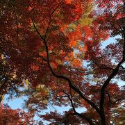 １１月中旬でライン下りの水位がギリギリでした