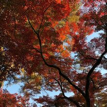 紅葉公園の紅葉が見頃でした