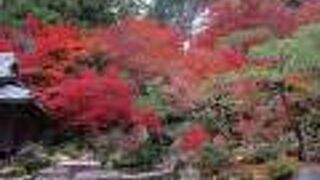 天下遠望の名園の紅葉がきれいでした。本堂は参道を登った奥にありました。