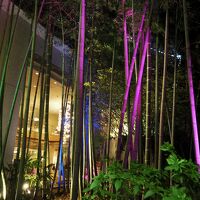 ホテルの周りの竹藪が京都ぽくて綺麗です