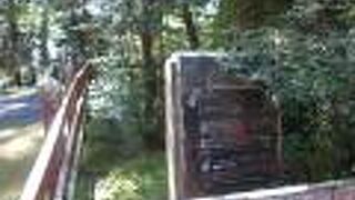 ひときわ立派な杉の大木