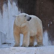 コアラがいなくなって寂しいですが