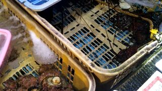 縁起の良い「活伊勢海老&栄螺」