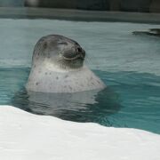 大きな水族館