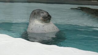 大きな水族館