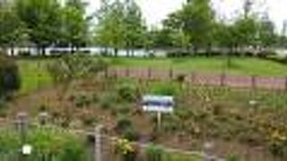 水元公園の対面にある広大な公園