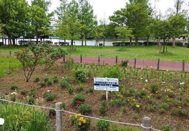 県営みさと公園 クチコミ アクセス 営業時間 三郷 吉川 フォートラベル