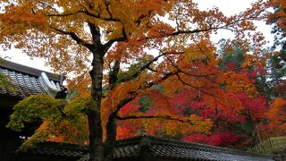 名勝蓬莱庭周辺や三重塔周辺の紅葉がきれいでした。不断桜が咲いていました。