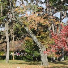 紅葉がちょうど