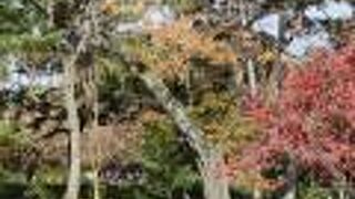 紅葉ちょうどいい