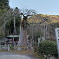 延寿院 しだれ桜