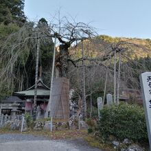 延寿院 しだれ桜