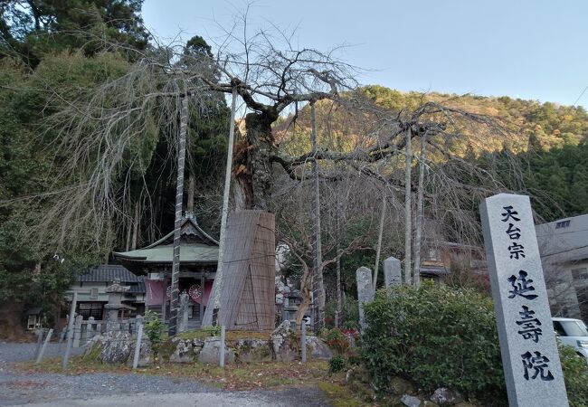 延寿院 しだれ桜