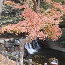 箕面の紅葉の光景が楽しめる人気の公園