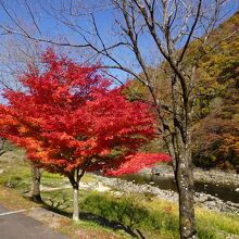 紅葉と長良川