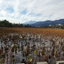 蓮の花の季節だったらよかったが
