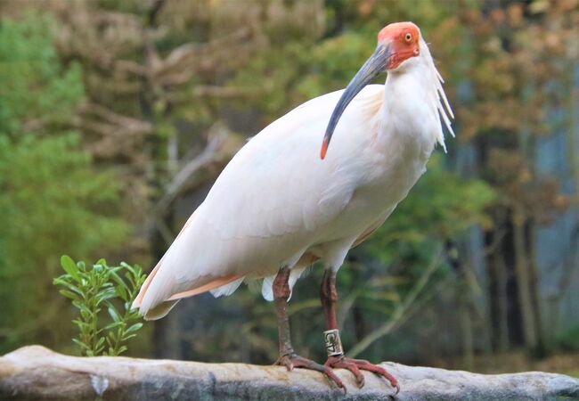 「トキ里山館」があり特別天然記念物のトキを間近に観察できます。