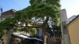 門の脇に緑の濃い松が一本