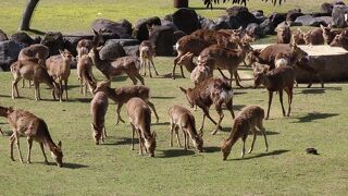 やっぱり鹿が奈良公園のシンボル
