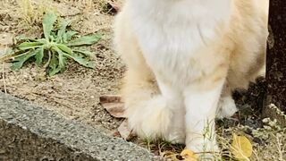 ニャンコに　逢えます