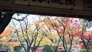 関内横浜公園、彼我庭園の紅葉が見事