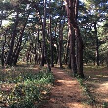 遊歩道です。