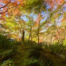 山露路の庭にある 十三重の塔を中心とした紅葉