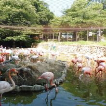 このフラミンゴの大群