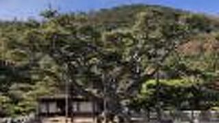 見事な根上がりの松