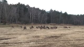 鹿がたむろしていました。