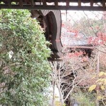 もみじもきれい