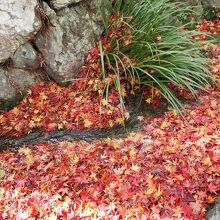 流れは紅葉の絨毯の中を。