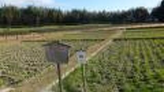 後楽園の中の田んぼ