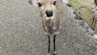 鹿せんべい　売ってます