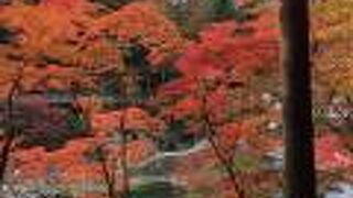 可愛い猿芸が見られました