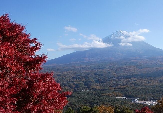 紅葉と、雪、緑、さらにもみじの赤も