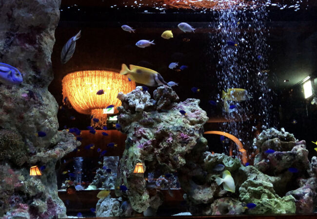 アクアリウム 魚イタリアン心斎橋ライム クチコミ アクセス 営業時間 心斎橋 淀屋橋 フォートラベル