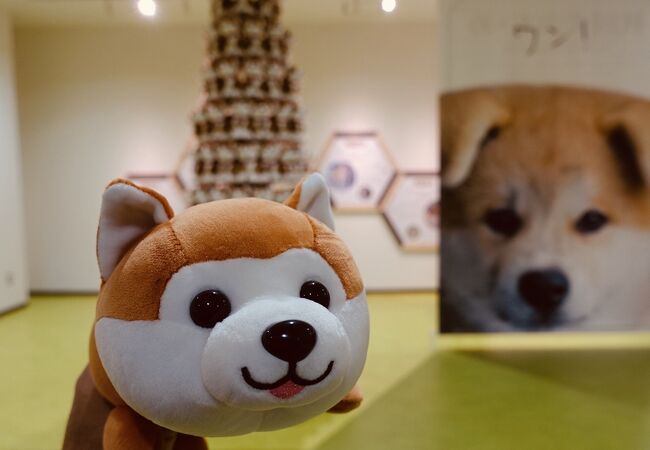 大館市観光交流施設 秋田犬の里 クチコミ アクセス 営業時間 大館 フォートラベル