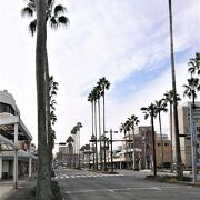 宇和島駅前のヤシのある大通り