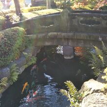 石橋と錦鯉