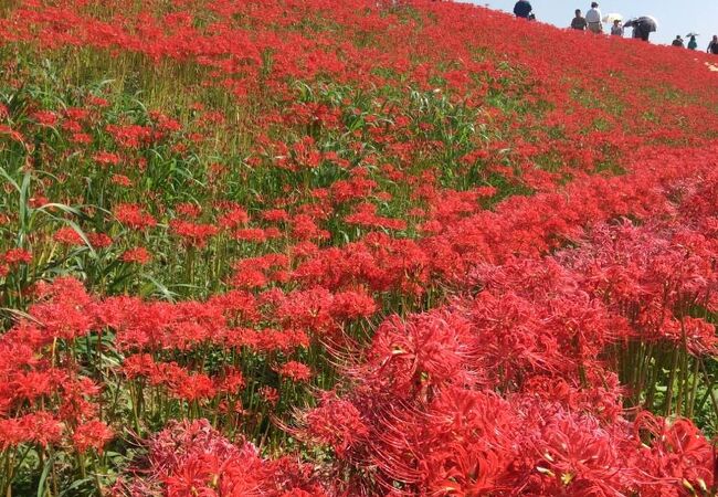 ごんの秋まつり（彼岸花）