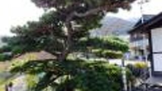 支藩の意地の松