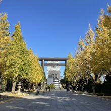 靖国神社のイチョウ