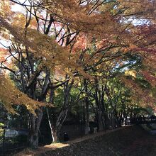 11月の中旬でしたがまだ緑が残っていました