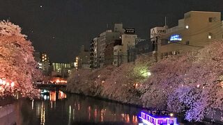 神奈川県のお花見人気ランキング1位で夜桜見物