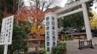 西参道付近の木々が紅葉していました