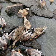 動物とお土産物