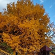 高さ30ｍ以上あるそうです。