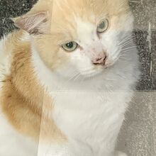 コンビニの窓越しにいた　ニャンコ