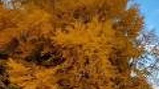 晩秋のビッグイエローは必見です。